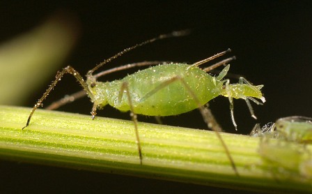 Aphid giving birth to live young